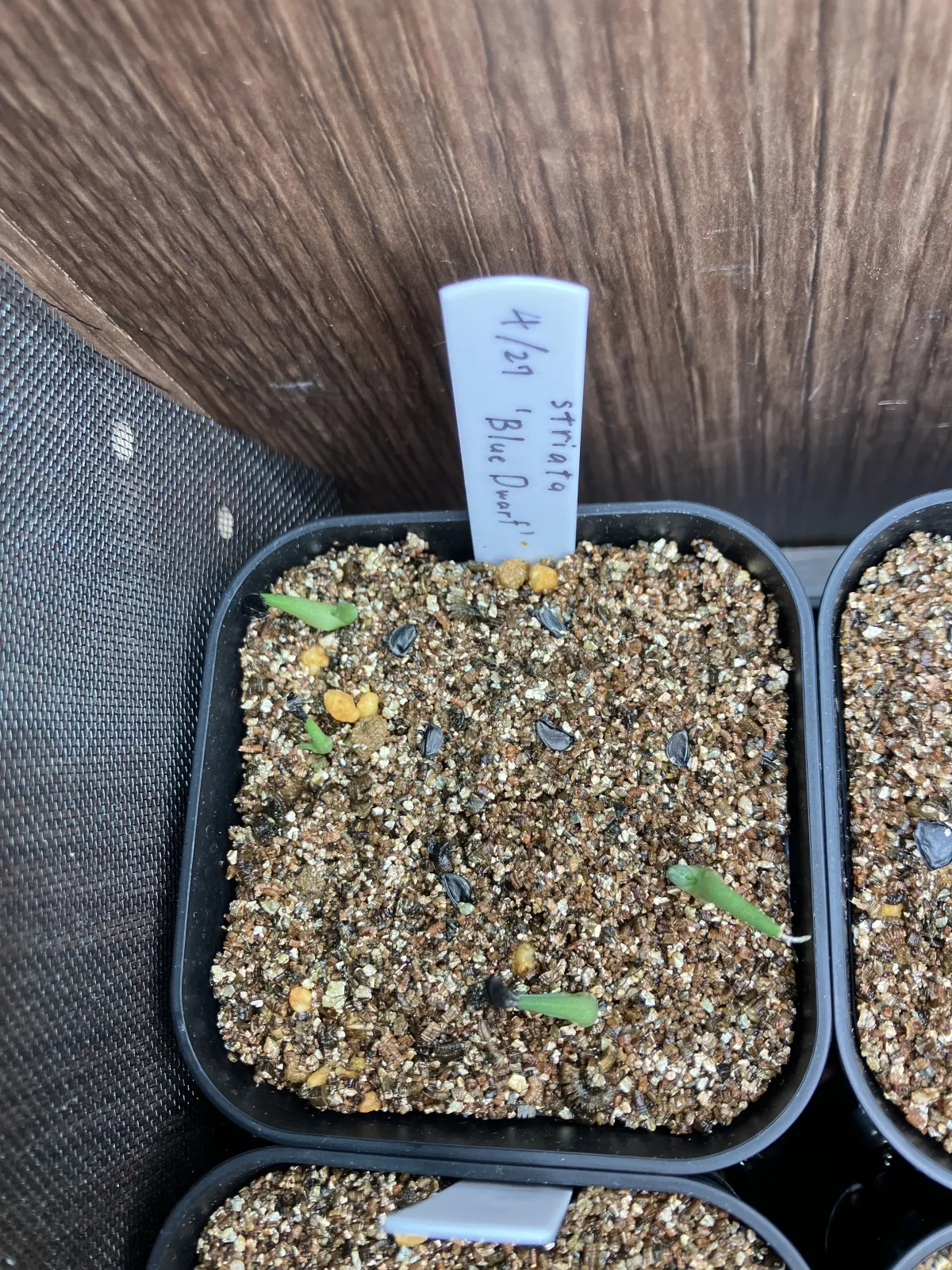 Agave striata subsp. striata (アガベ ストリアータ ブルードワーフ)