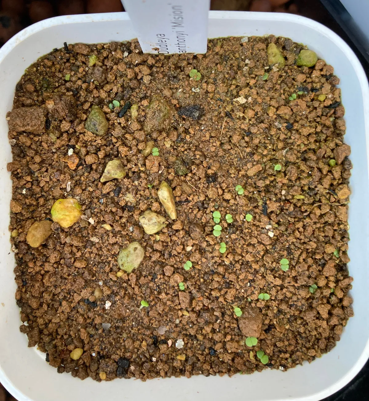 Dudleya anthonyi (ダドレヤ アンソニー ミシオン)