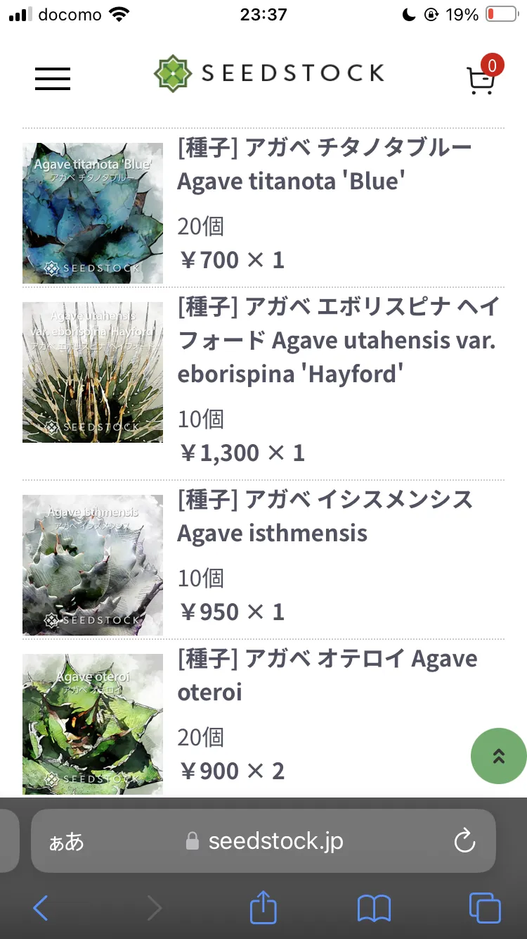 Agave utahensis var. eborispina (アガベ エボリスピナ ヘイフォード)