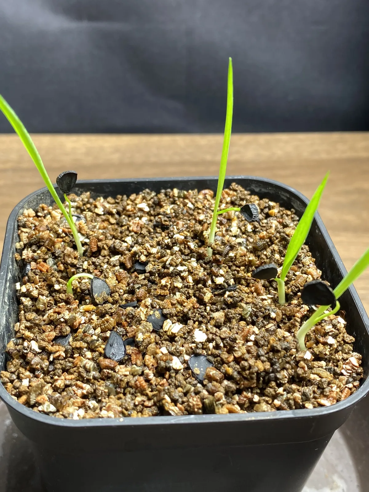 Yucca rostrata (ユッカ ロストラータ 'グレイグリーン')