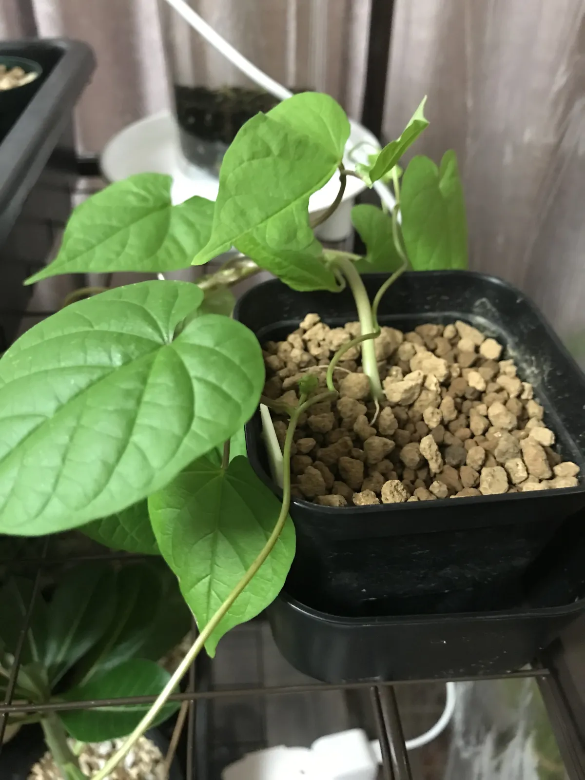 sp. Ipomoea sp. (イポメア)