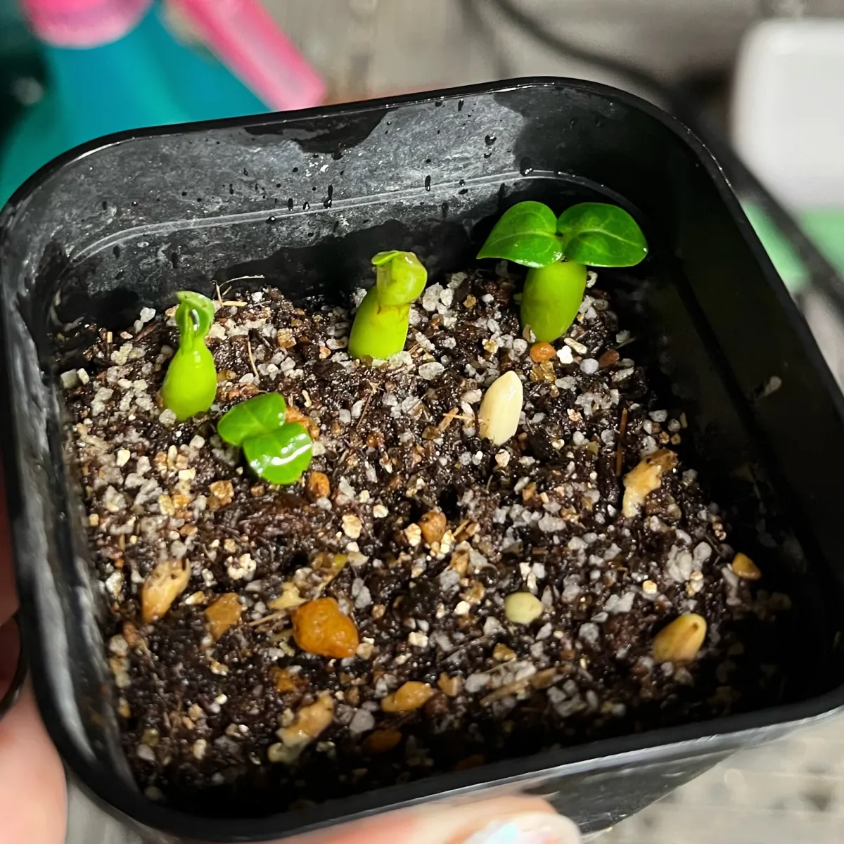 DHA PPL Adenium DHA PPL (アデニウム)