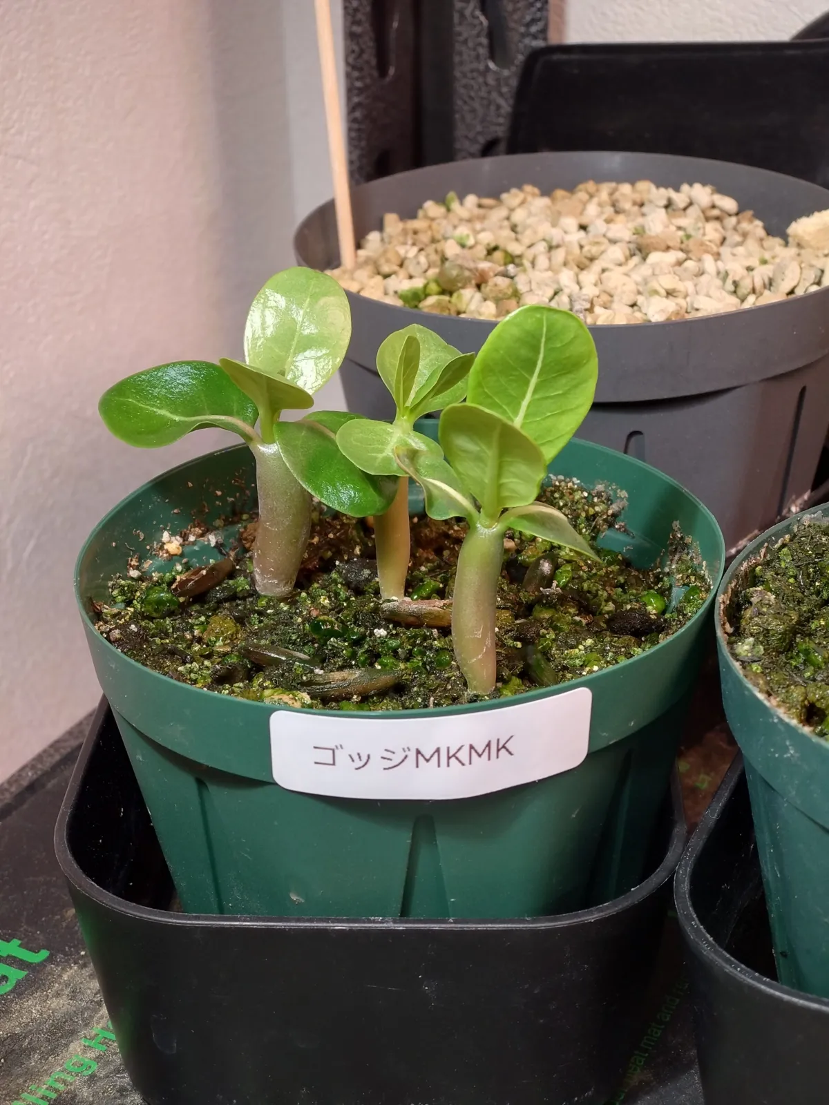 x MKMK Adenium arabicum Godji x MKMK (アデニウム ゴッジ)