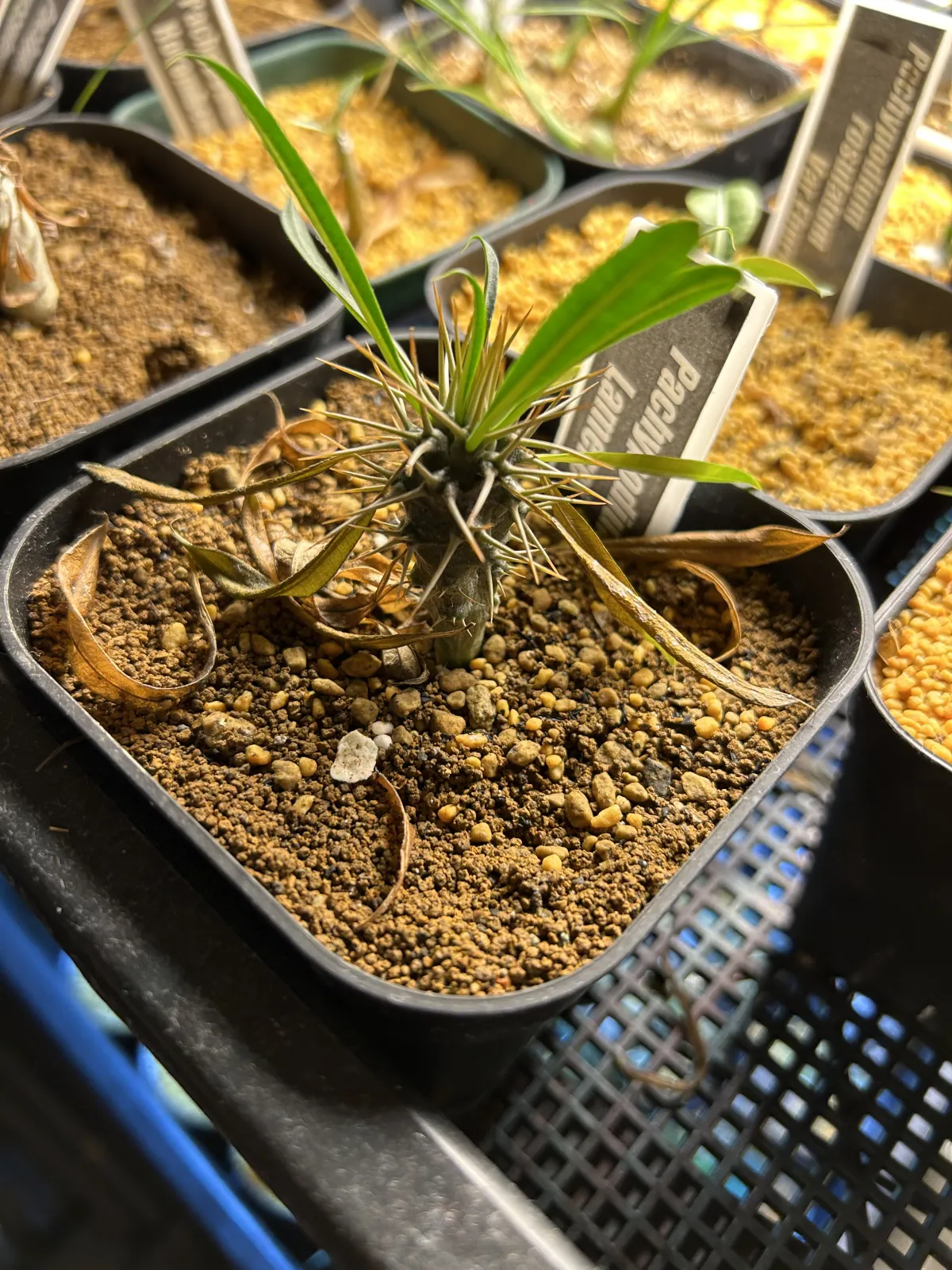 Pachypodium lamerei (パキポディウム ラメレイ)