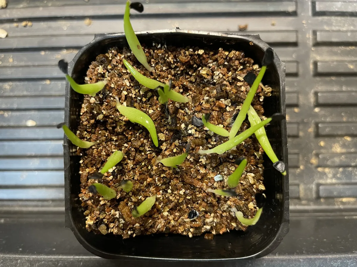 Agave oteroi Lot. (アガベ オテロイ)