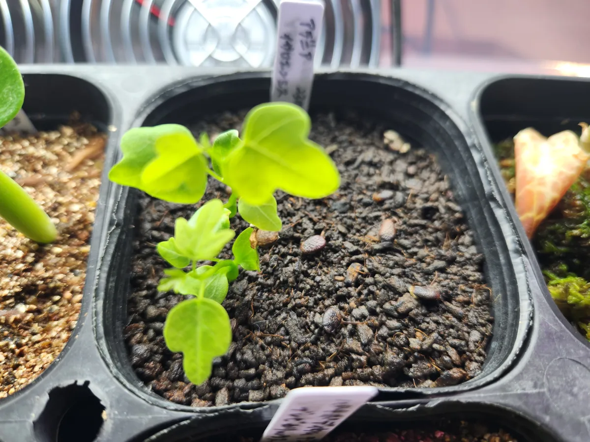 Adenia isaloensis (アデニア イサロエンシス)