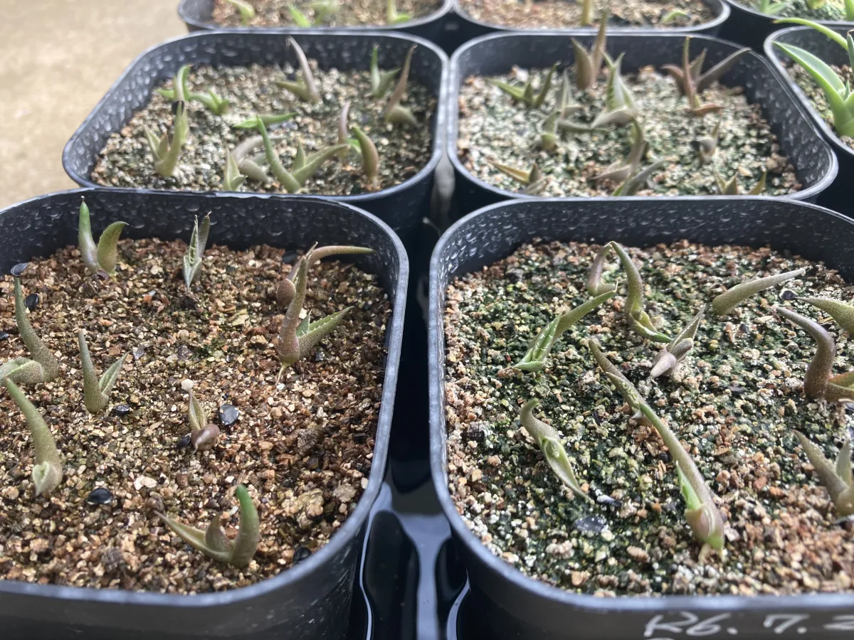 Agave oteroi Lot. (アガベ オテロイ)
