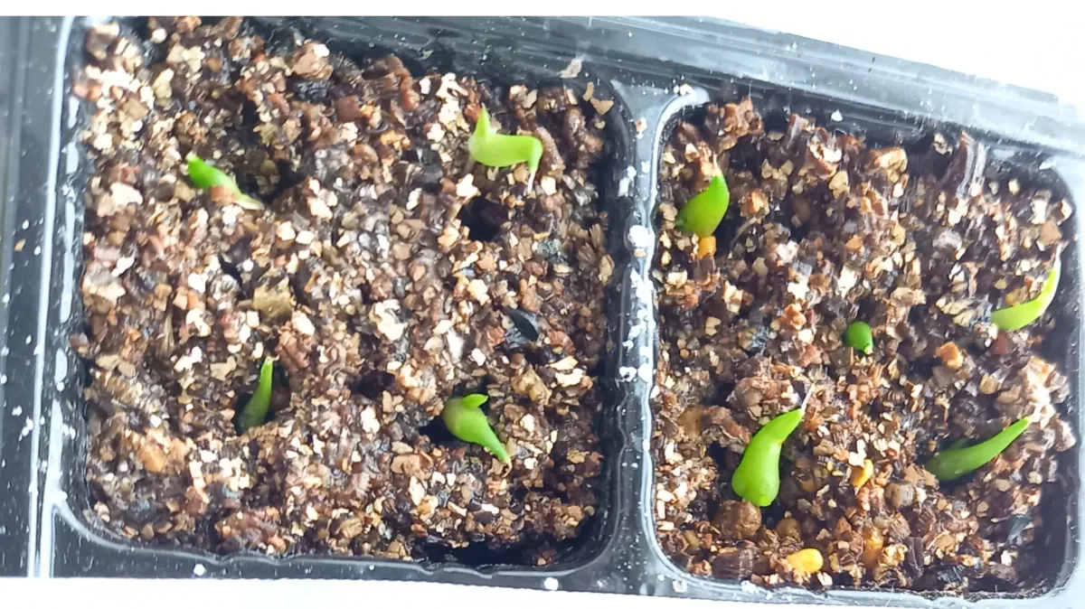 Agave titanota Blue Lot. (アガベ チタノタブルー)