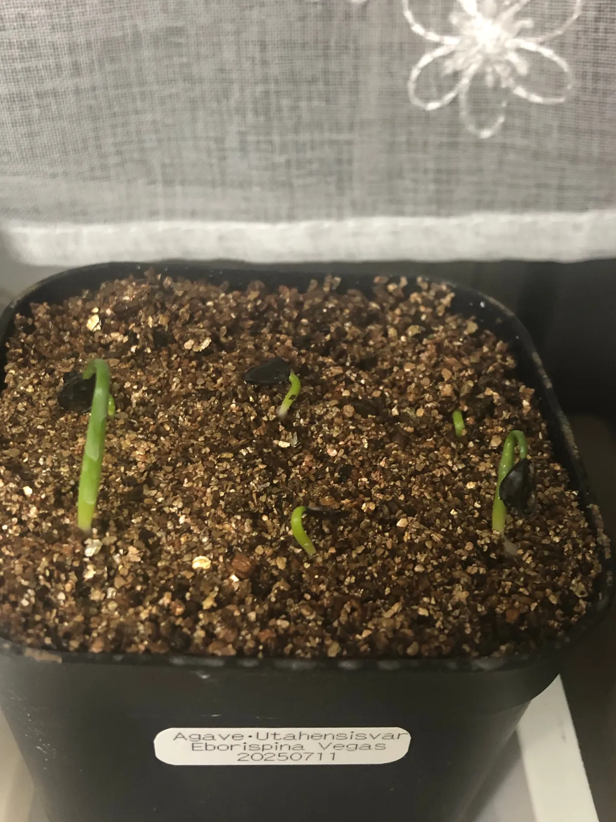 Agave utahensis var. eborispina Vegas (アガベ エボリスピナ ヴェガス)