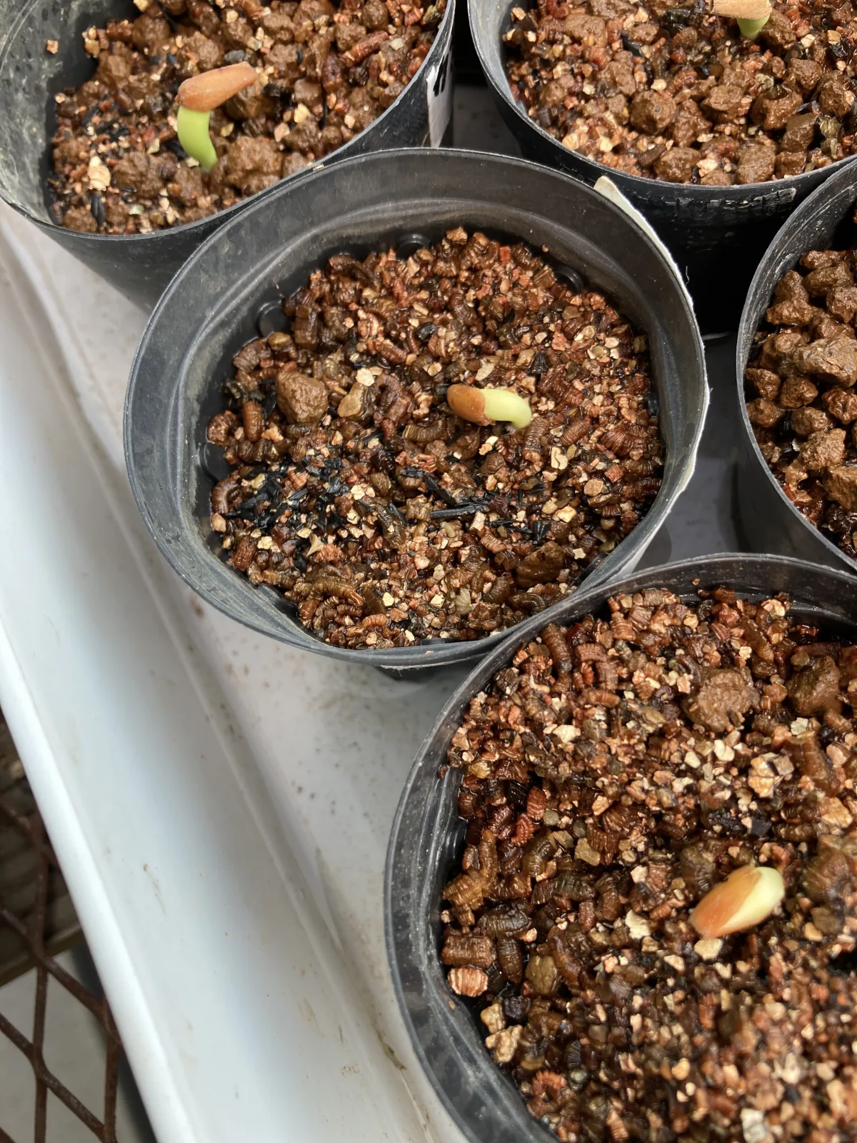 Adenium arabicum Black Kalamae (アデニウム ブラックカラマエ)