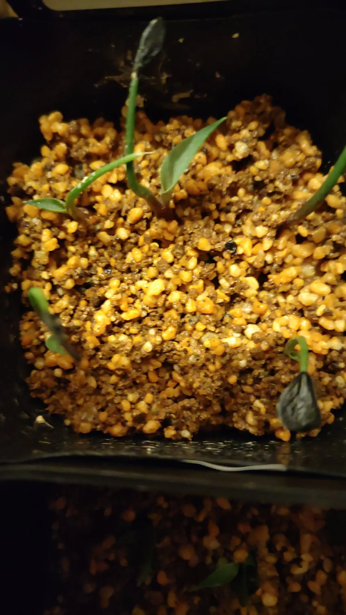 Agave inaequidens ssp. inaequidens (アガベ インアクイデンス)