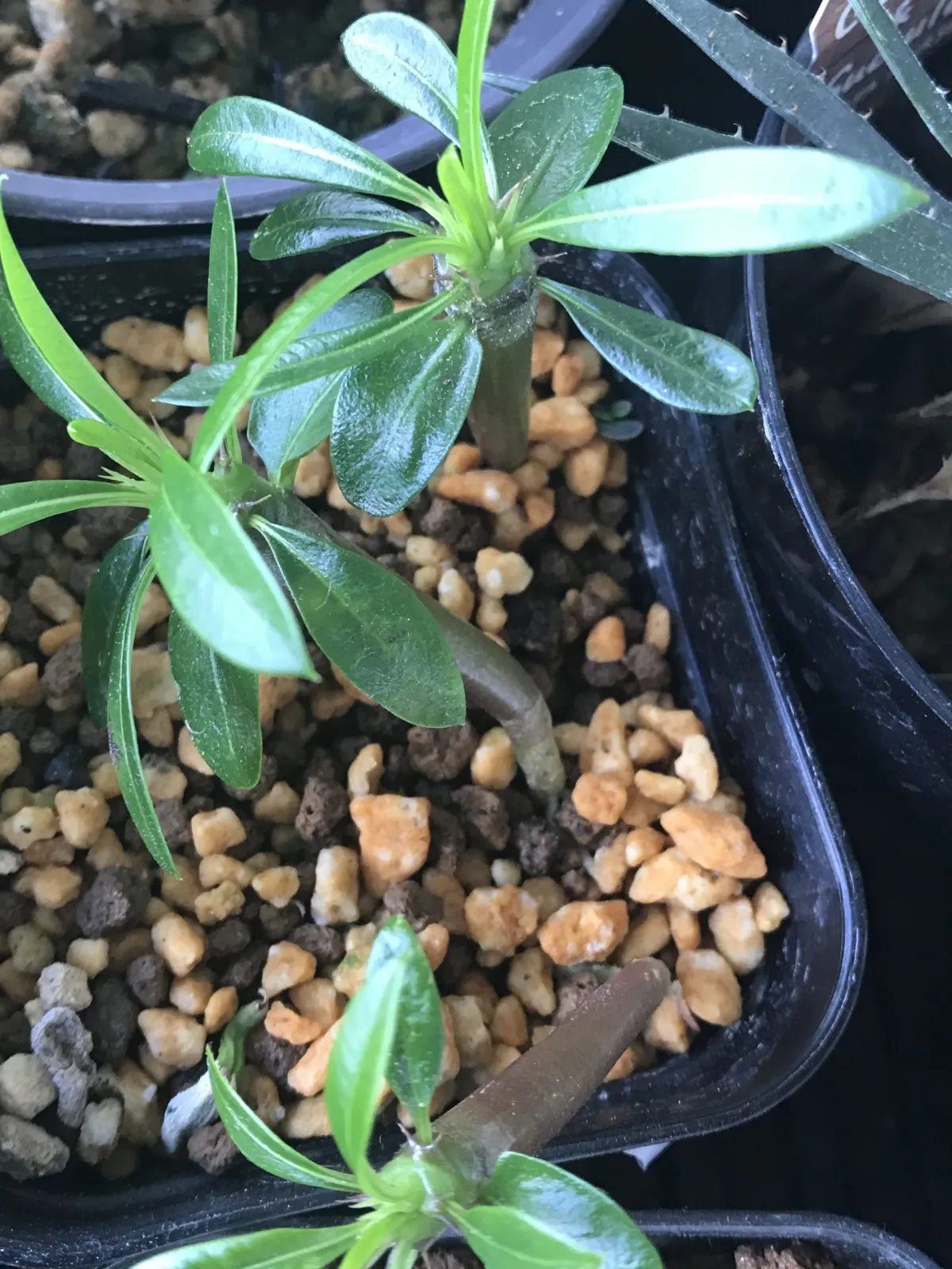 Pachypodium lamerei (パキポディウム ラメレイ)