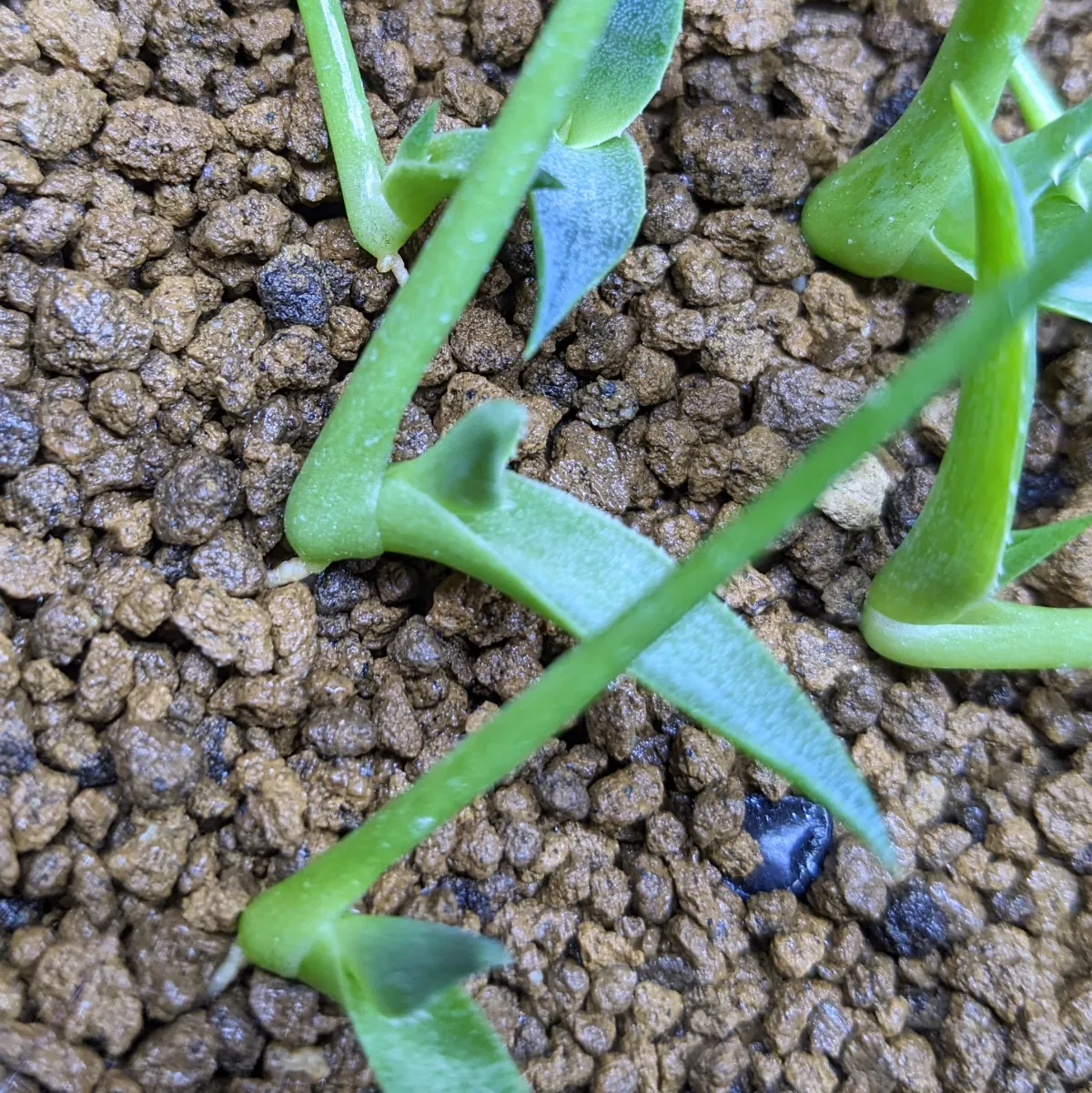 Agave parryi ssp. neomexicana (アガベ ネオメキシカーナ)