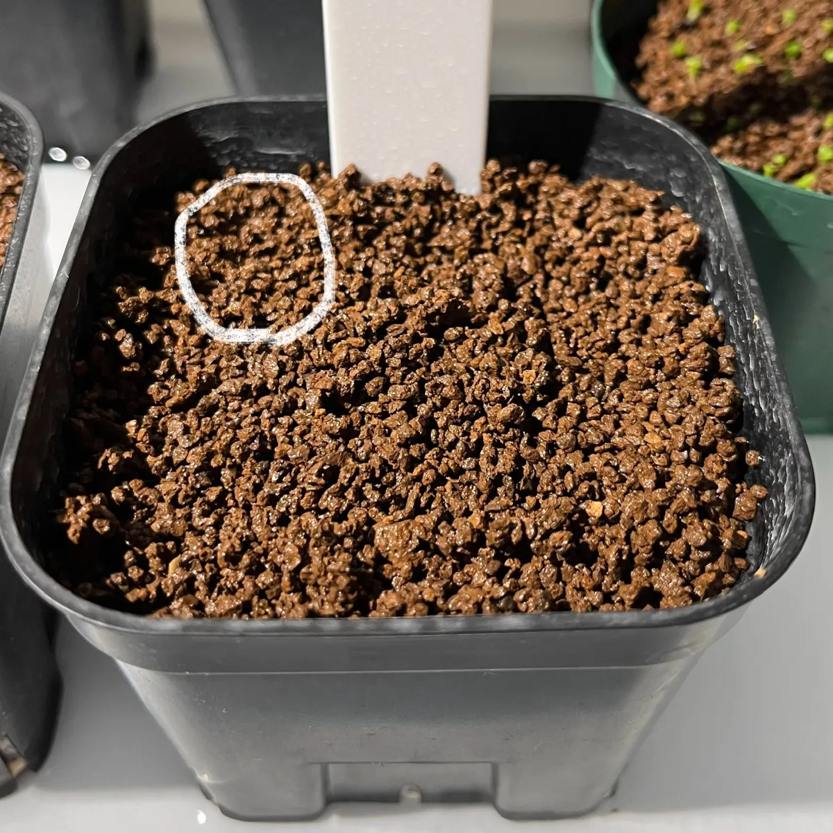Dioscorea elephantipes (ディオスコレア エレファンティペス)
