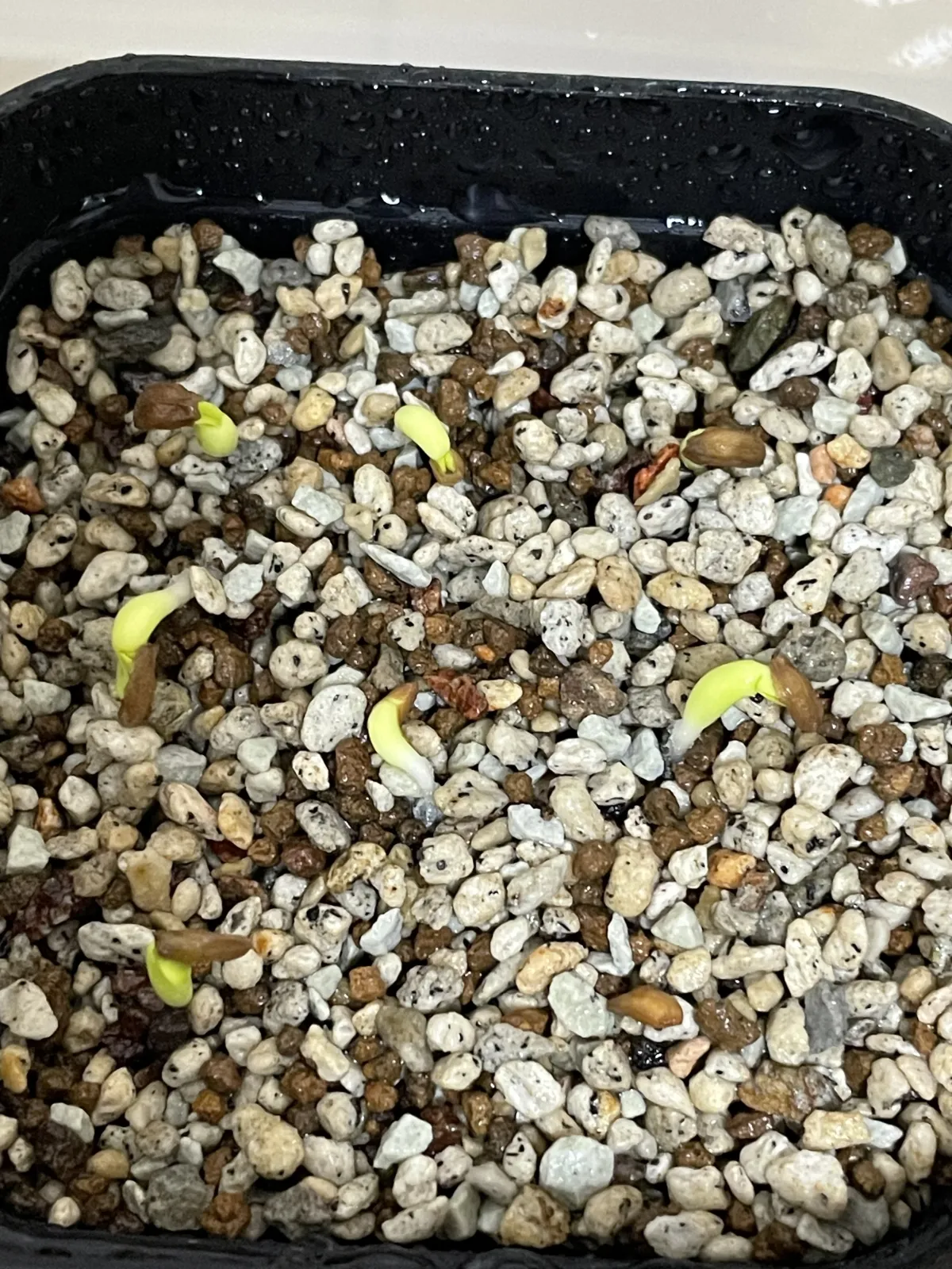 Pachypodium succulentum (パキポディウム サキュレンタム)