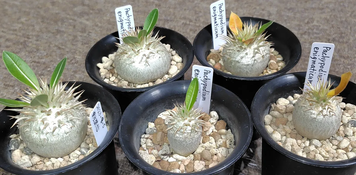 Pachypodium enigmaticum (パキポディウム エニグマチカム)