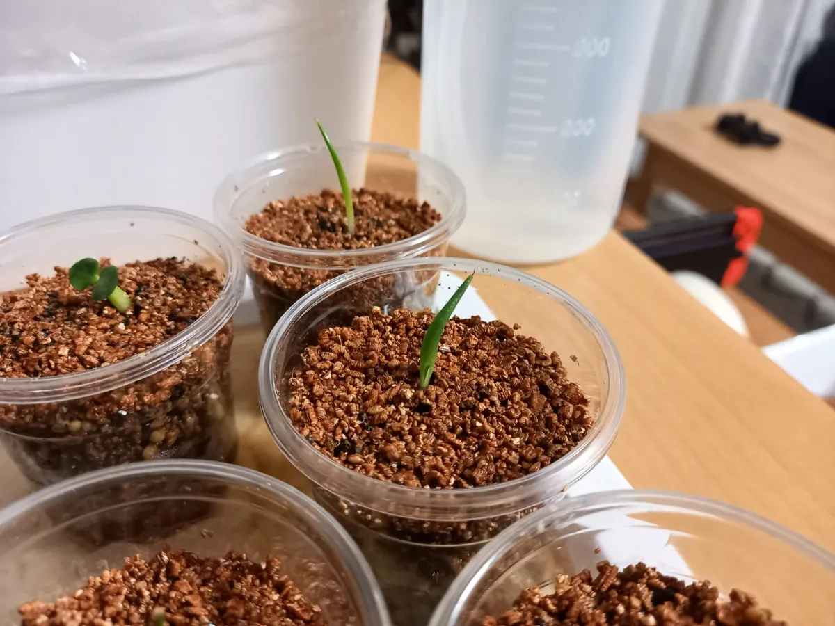Agave horrida perotensis (アガベ ペロテンシス)