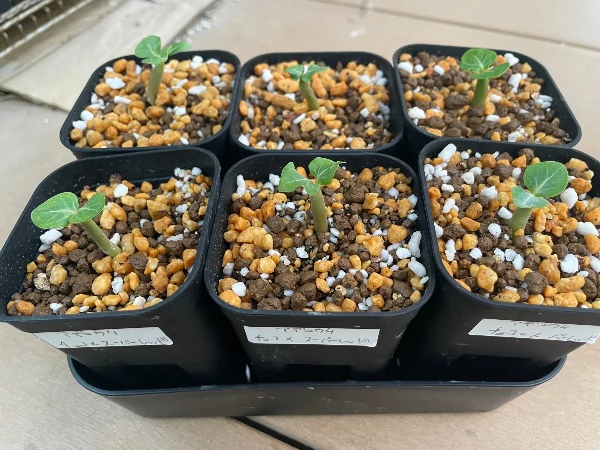 Choco X SPR Adenium Choco X Super red (アデニウム)