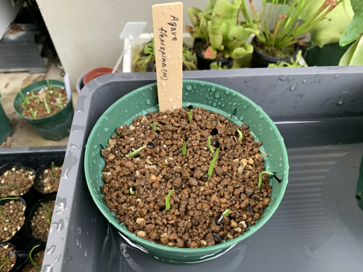 Agave flexispina (アガベ フレキシスピナ)
