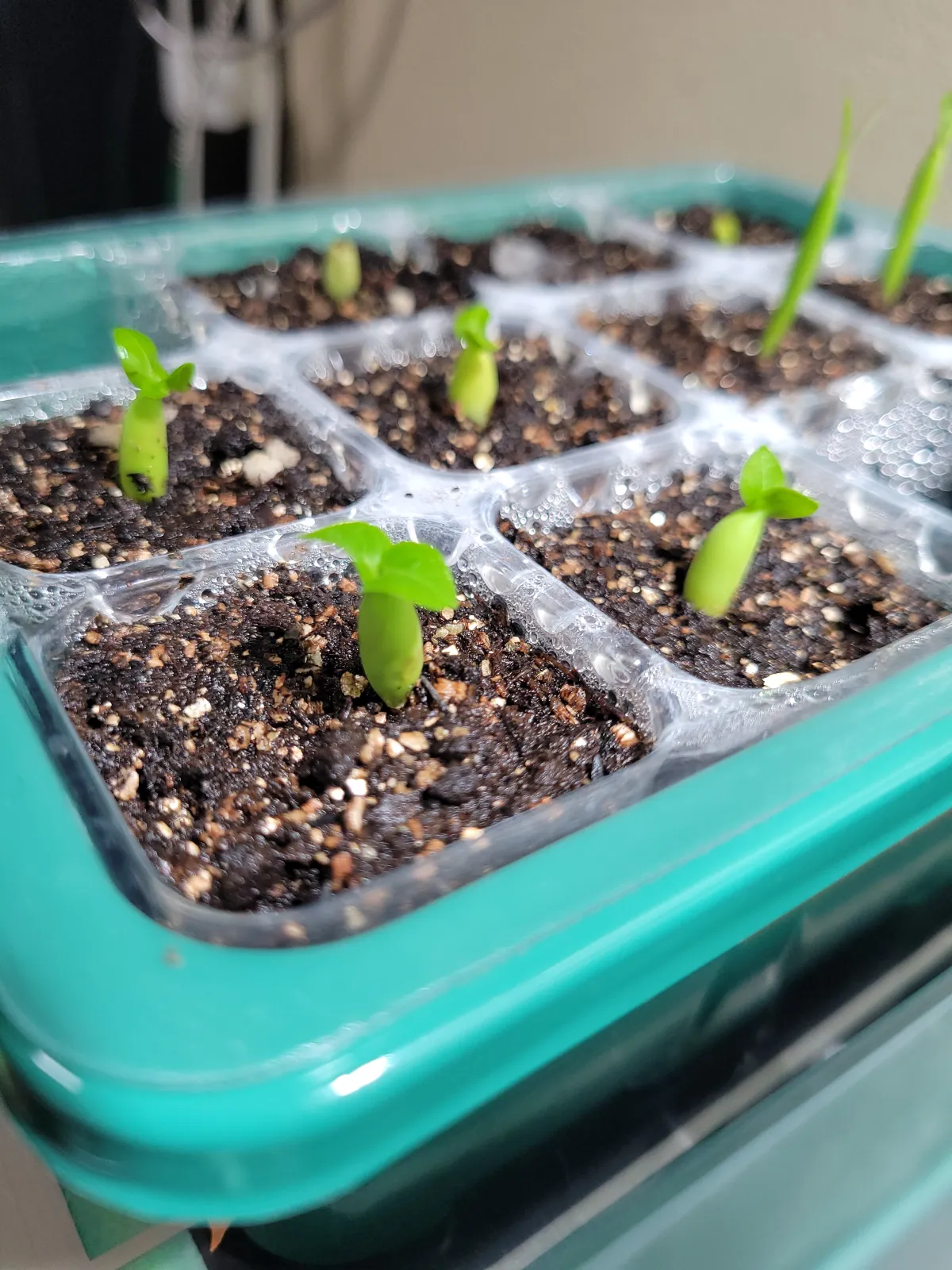 DHA PPL Adenium DHA PPL (アデニウム)