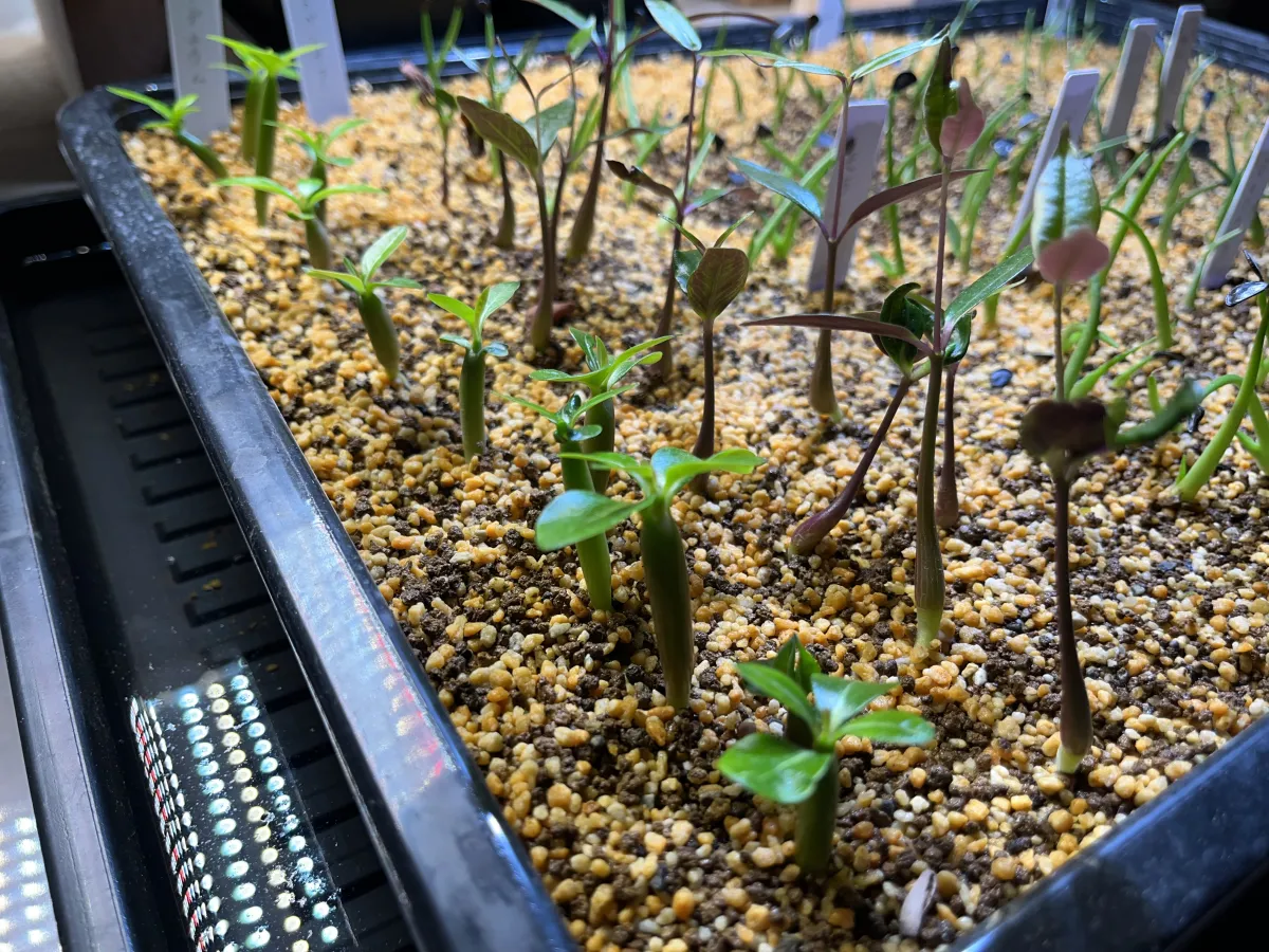 Adenium somalens (アデニウム ソマレンセ)