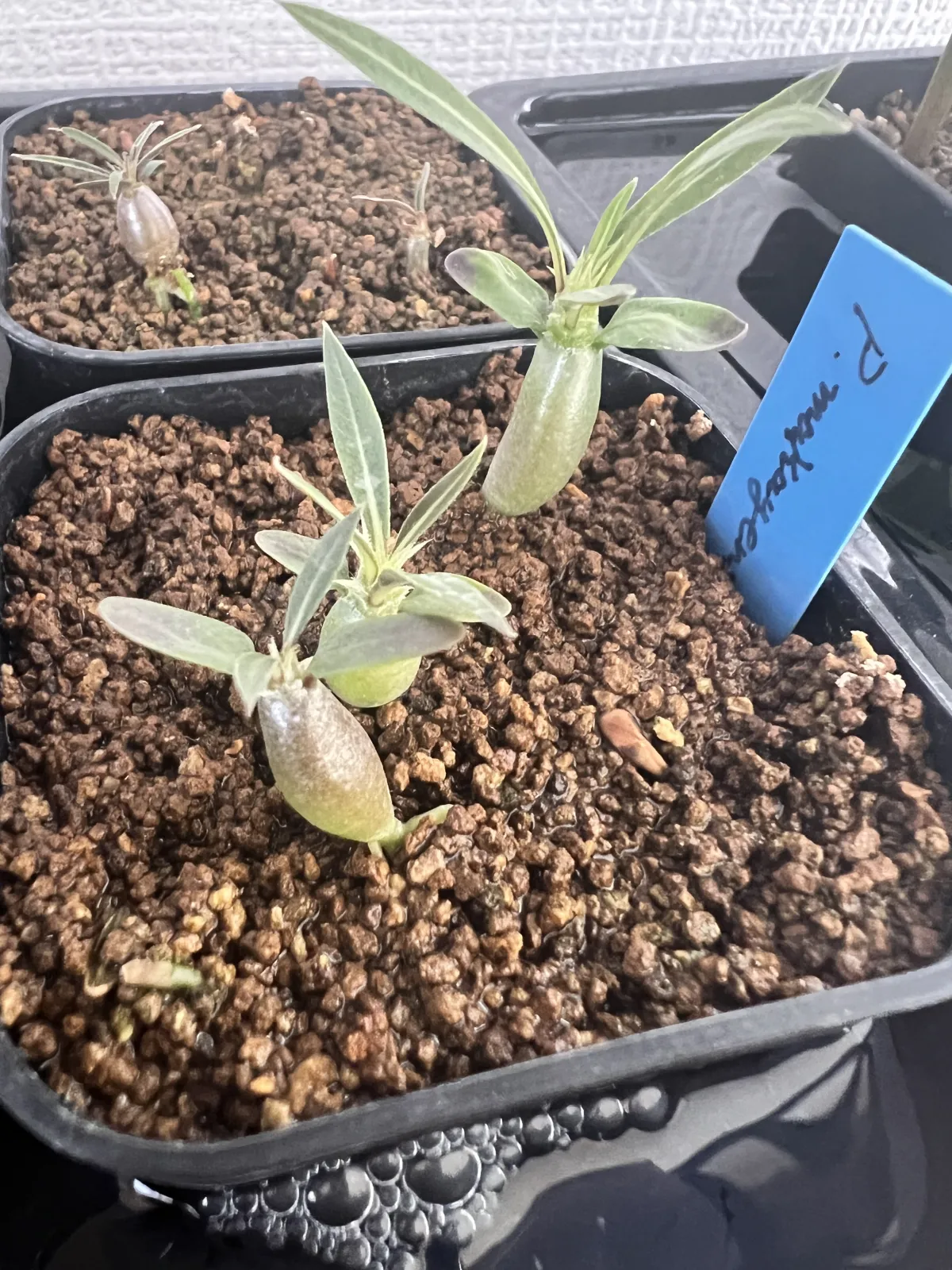 Pachypodium rosulatum ssp. makayense (パキポディウム マカイエンセ)