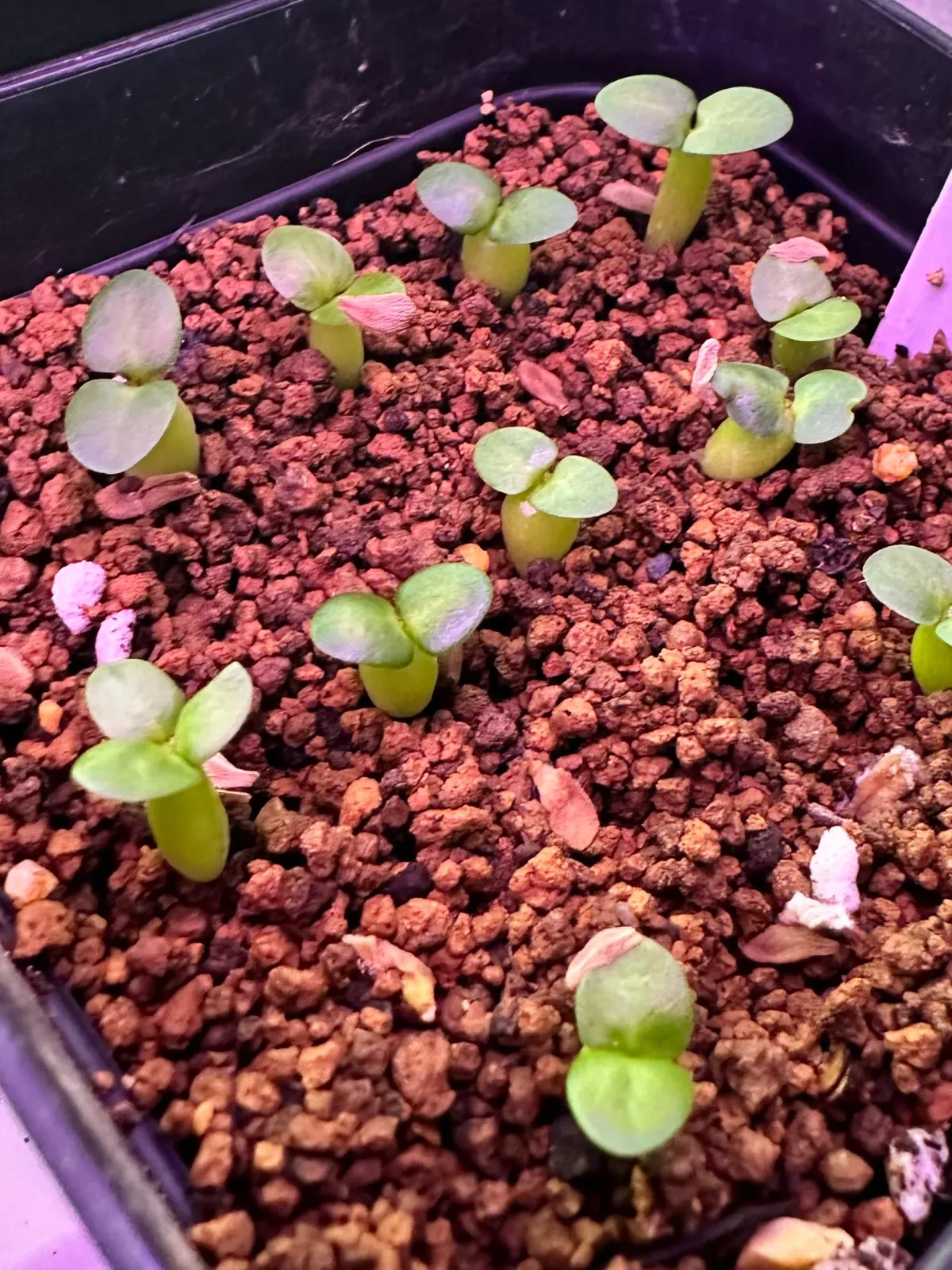 Pachypodium succulentum (パキポディウム サキュレンタム)