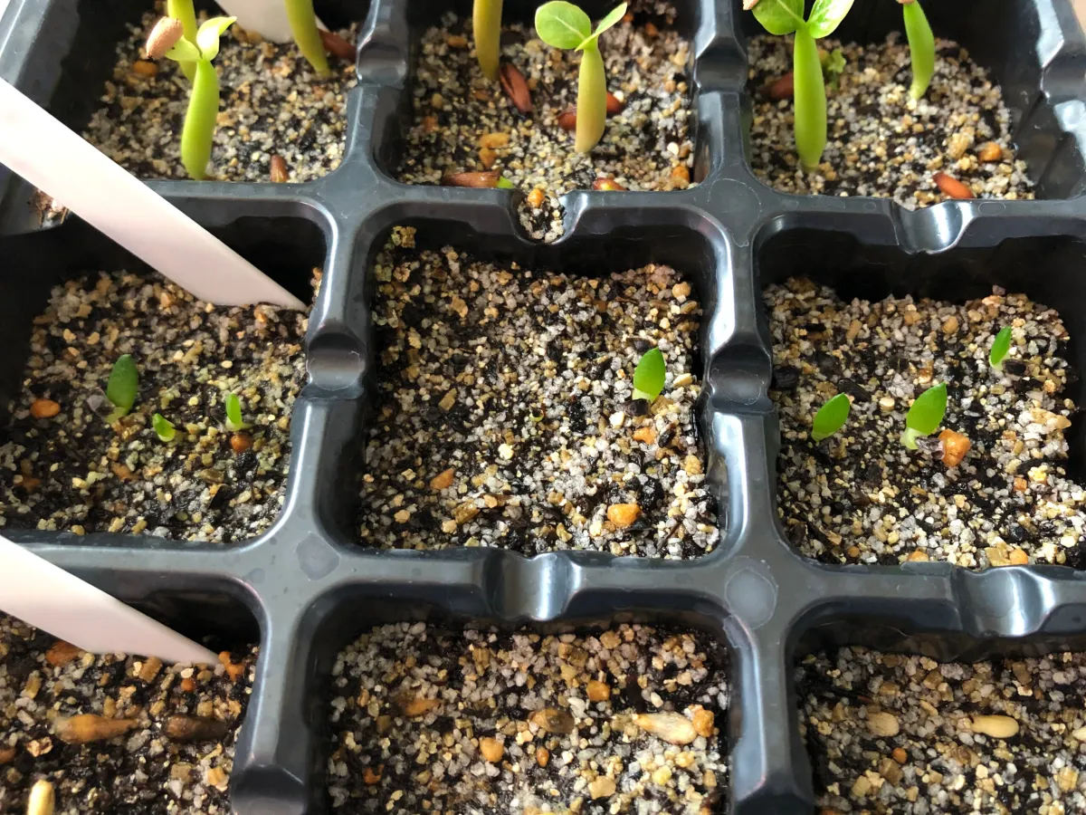 Aloe broomii (アロエ ブルーミー)