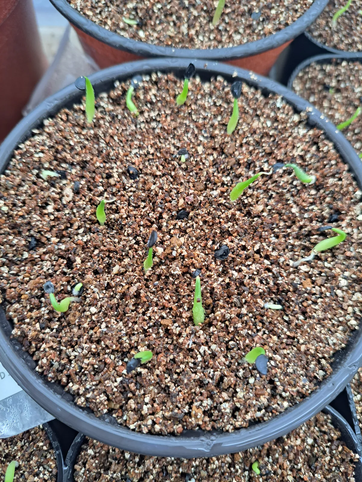 Agave titanota Blue Lot. (アガベ チタノタブルー)