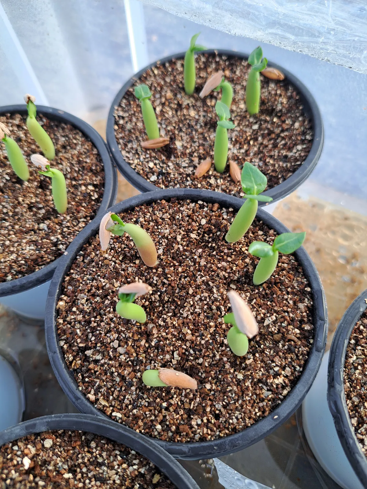 YLB Adenium arabicum Yak Lop Buri (アデニウム アラビカム)