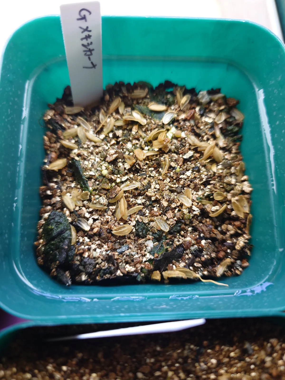 Geohintonia mexicana (ジオヒントニア メキシカーナ)