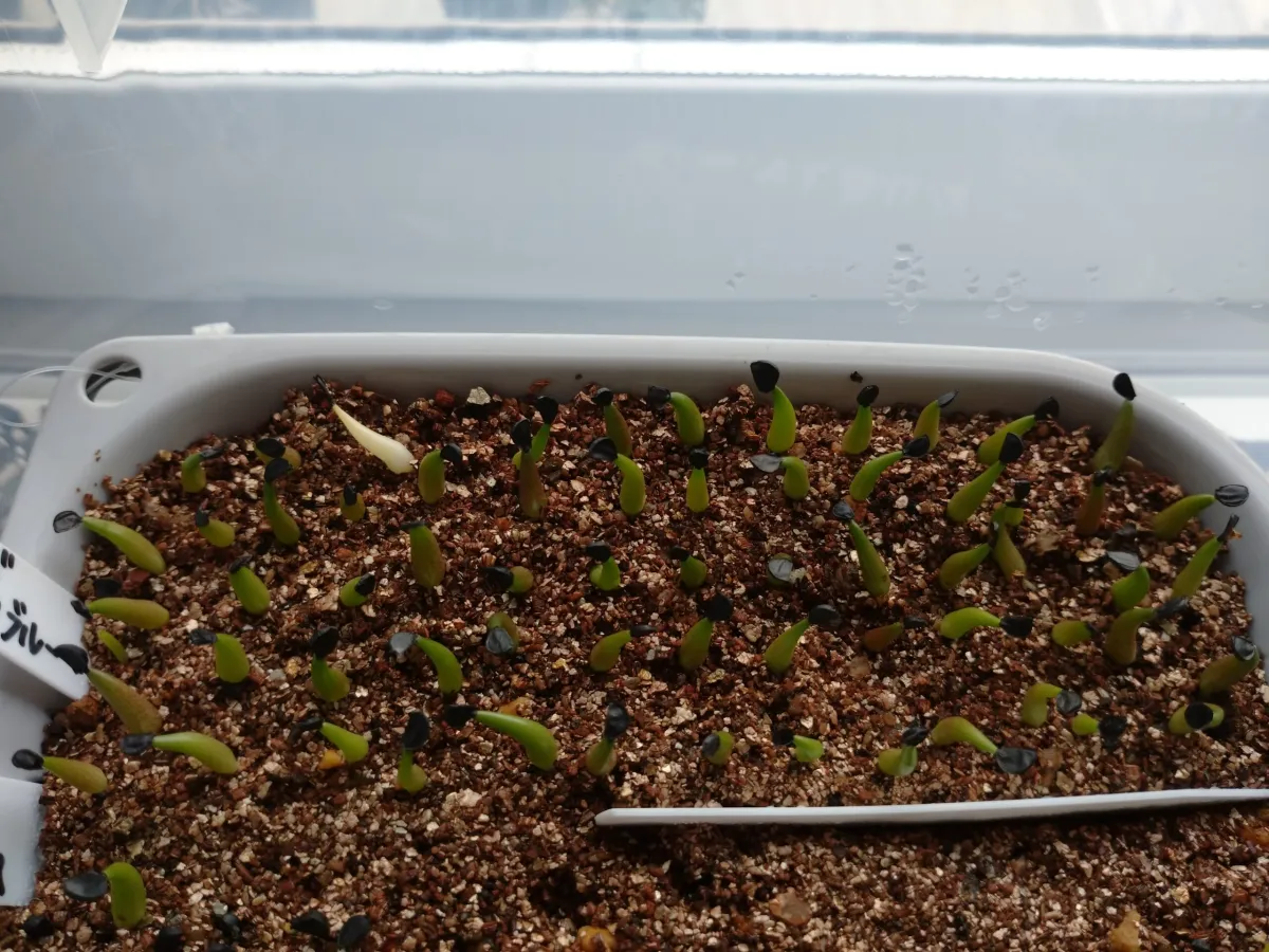 Agave titanota Blue Lot. (アガベ チタノタブルー)