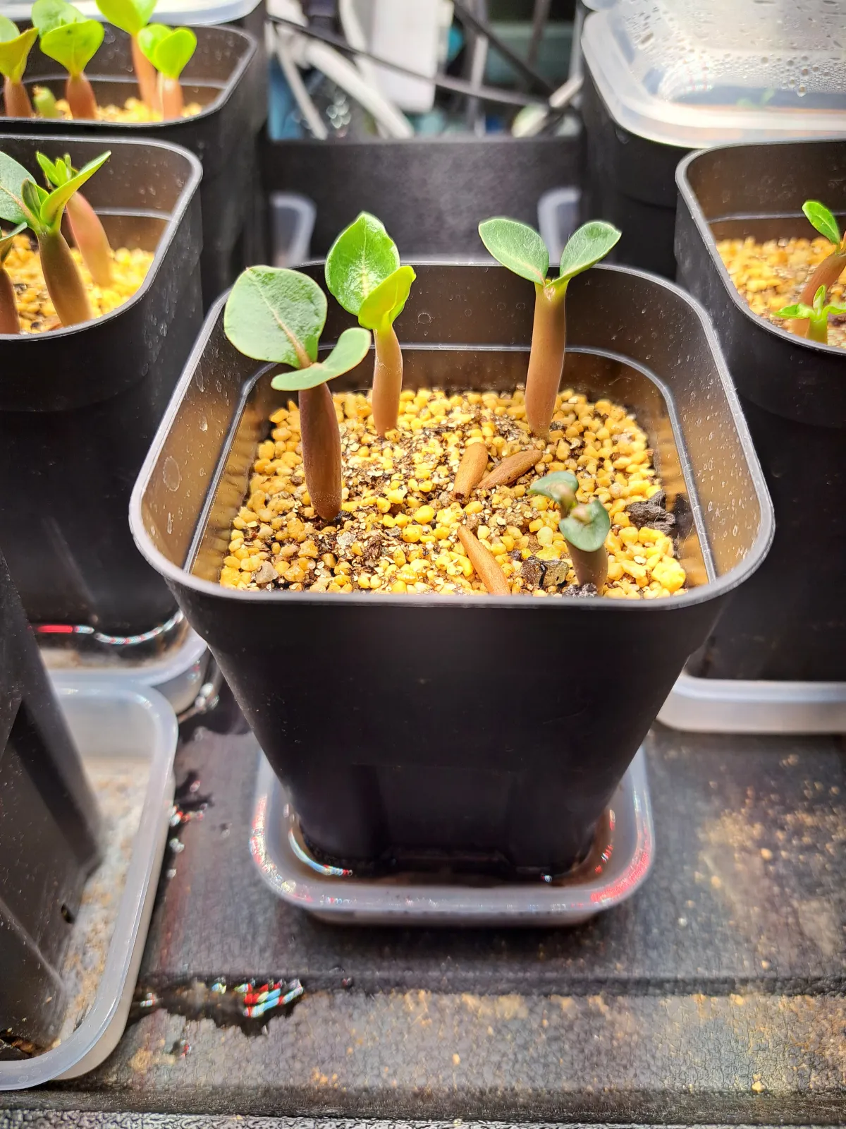 KHZ Adenium thai socotranum KHZ (アデニウム タイ ソコトラナム)