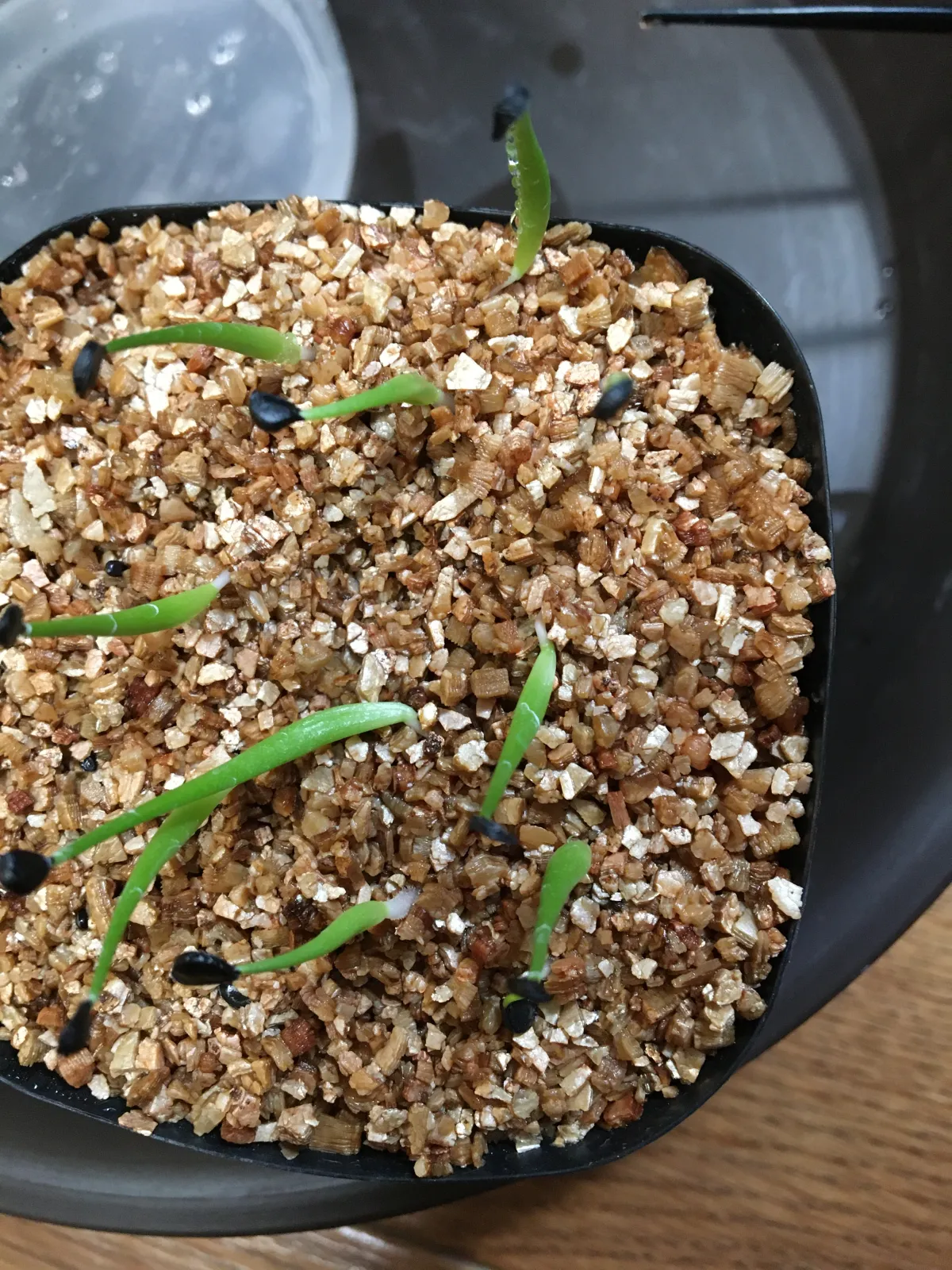 Agave utahensis var. eborispina (アガベ エボリスピナ ヘイフォード)