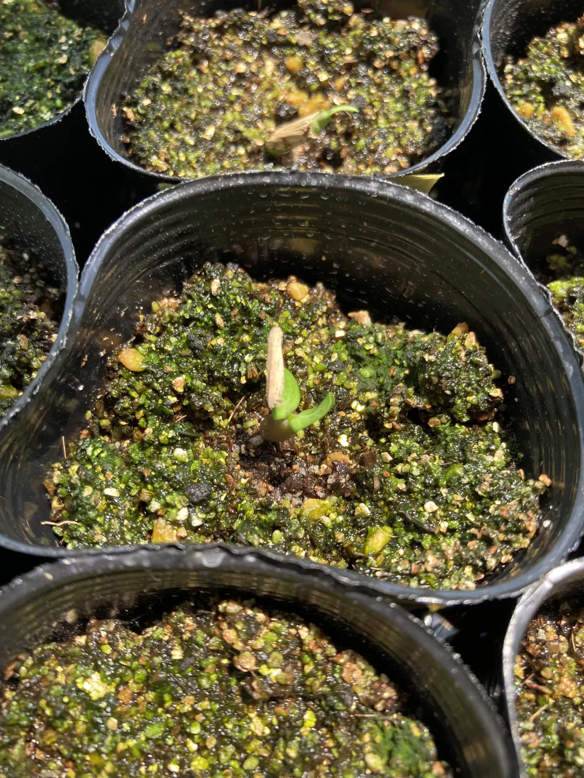 DHA Medusa Adenium DHA Medusa (アデニウム)