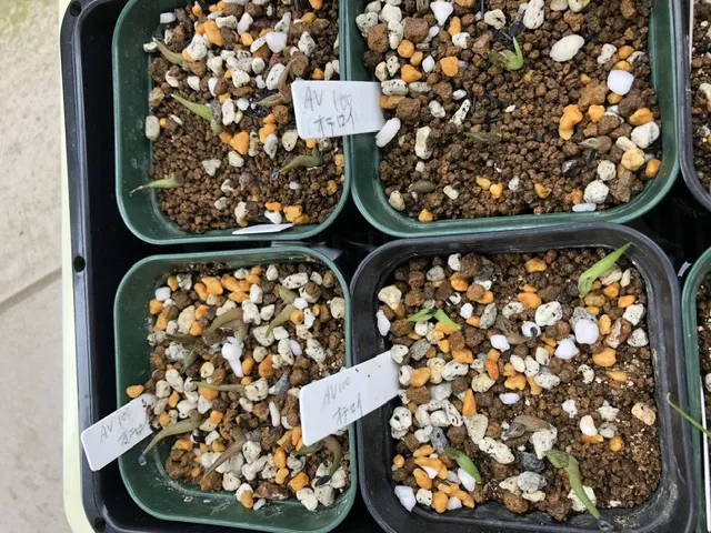 Agave oteroi Lot. (アガベ オテロイ)