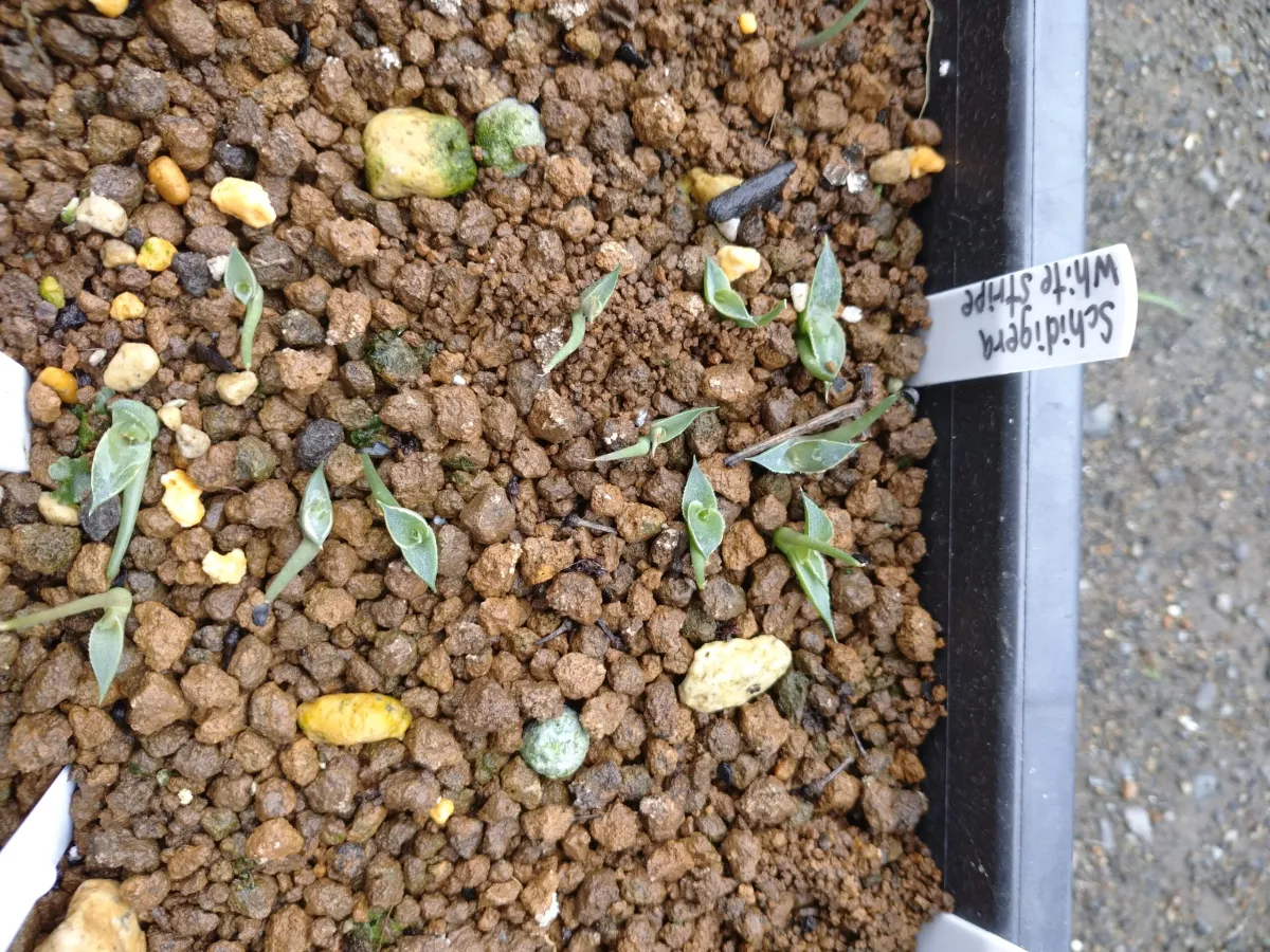 Agave schidigera White Stripe (アガベ シジゲラ ホワイトストライプ)