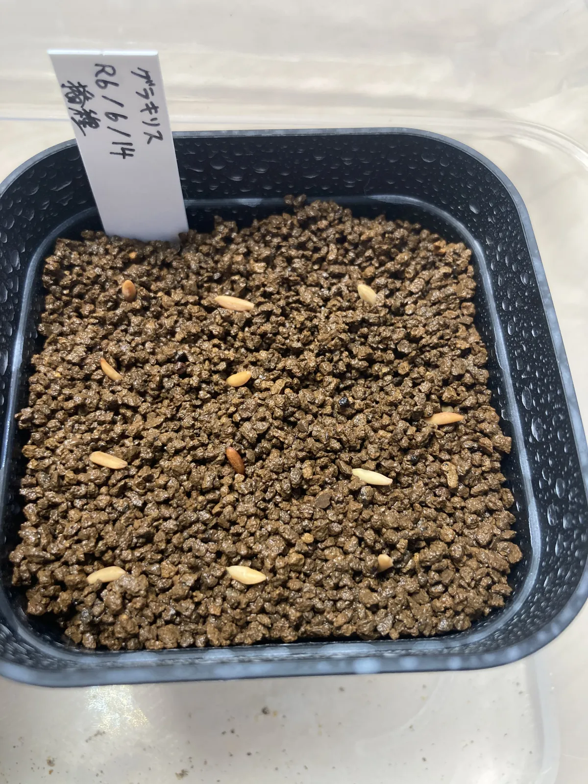 Pachypodium rosulatum var. gracilius ([無料種子] 発芽難 パキポディウム グラキリス　)