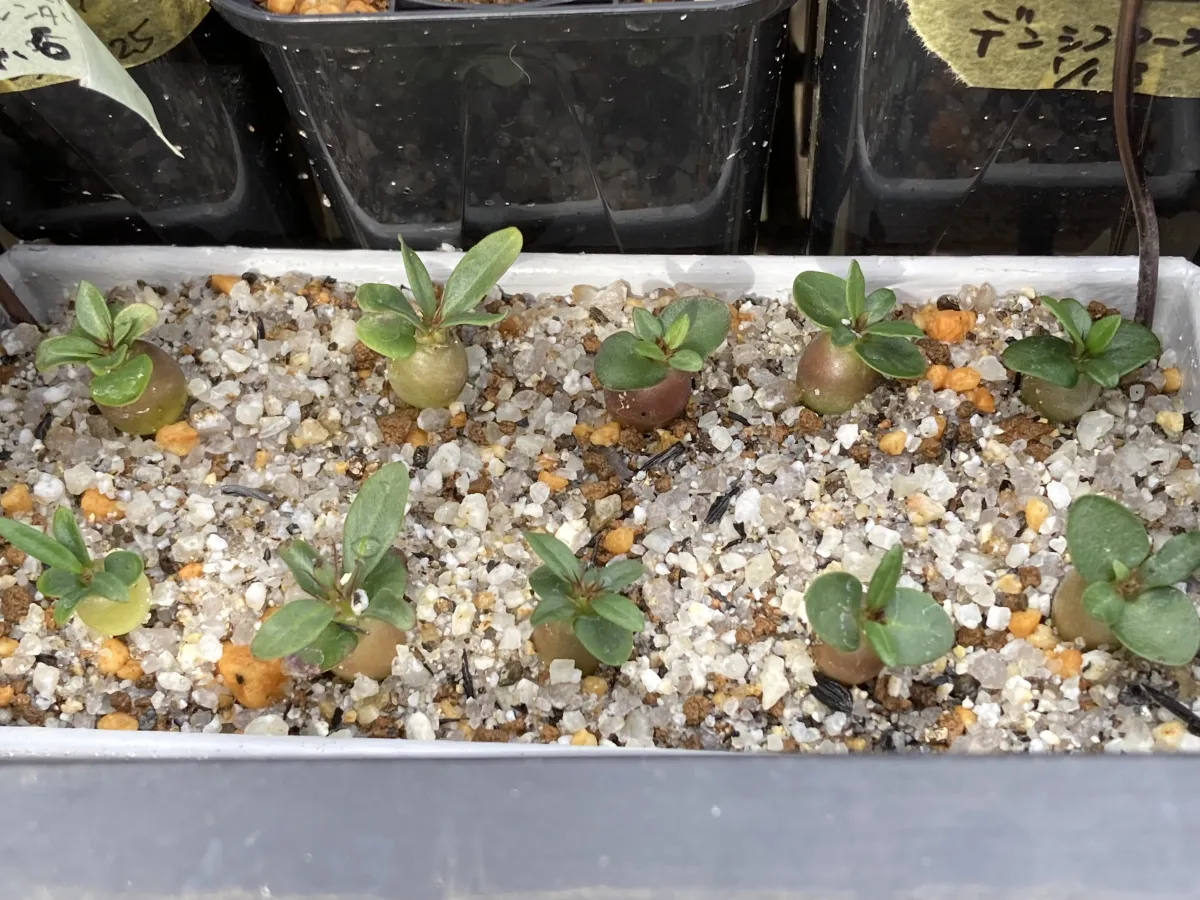 Pachypodium succulentum (パキポディウム サキュレンタム)