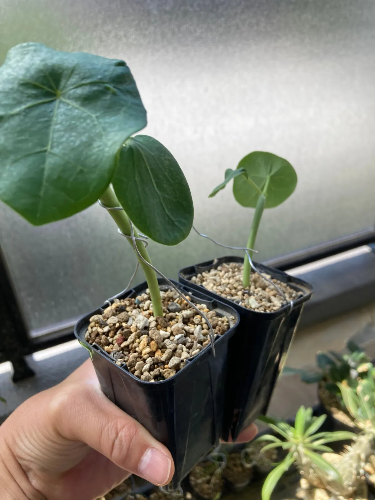 Jatropha podagrica yellow (ヤトロファ ポダグリカ イエロー)