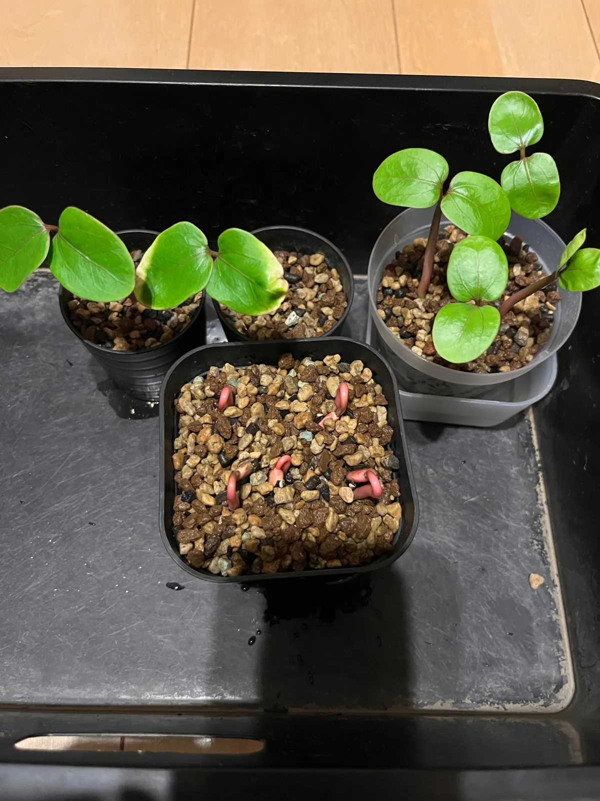 Jatropha podagrica red (ヤトロファ ポダグリカ レッド)