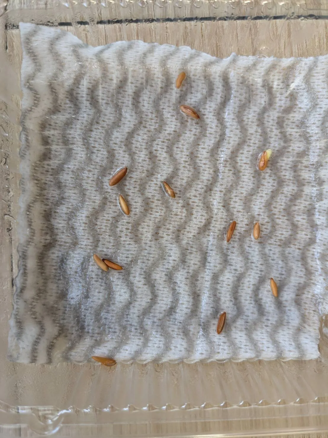 Pachypodium rosulatum var. gracilius ([無料種子] 発芽難 パキポディウム グラキリス　)
