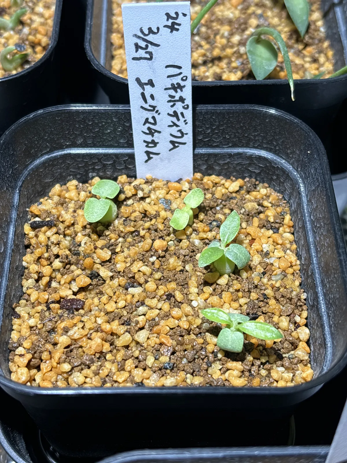 Pachypodium enigmaticum (パキポディウム エニグマチカム)