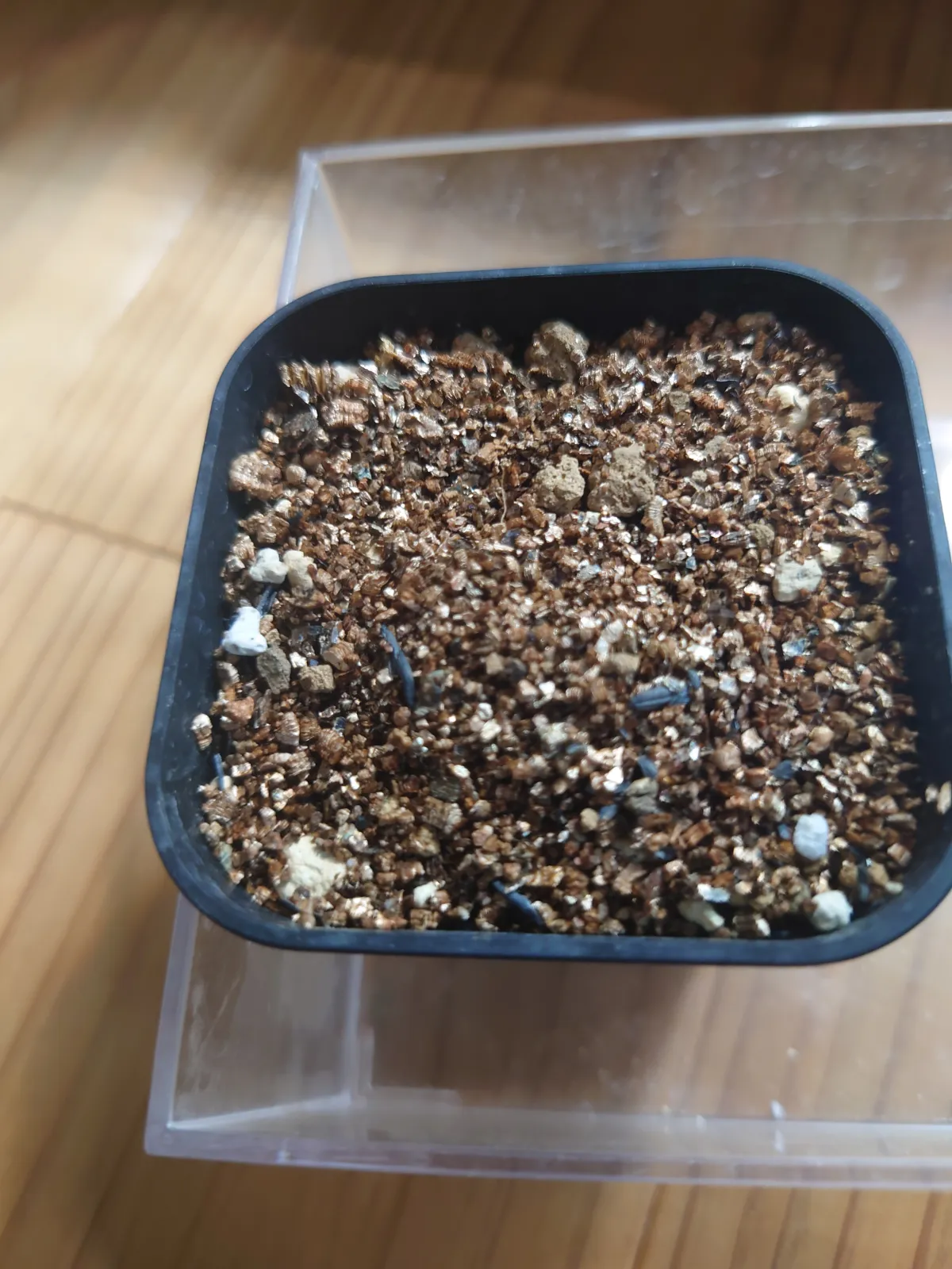Pachypodium rosulatum var. gracilius ([無料種子] 発芽難 パキポディウム グラキリス　)