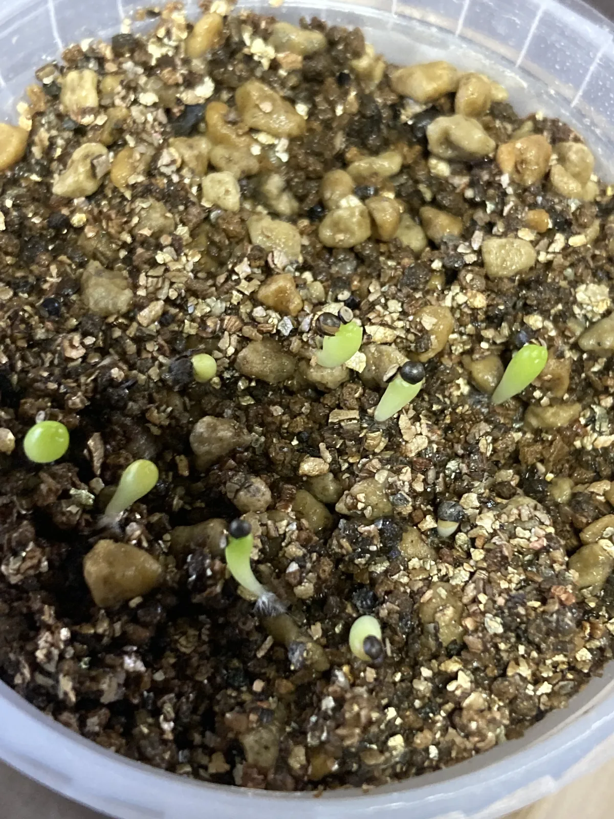 Echinofossulocactus zacatecasensis (エキノフォスロカクタス ザカテカセンシス)