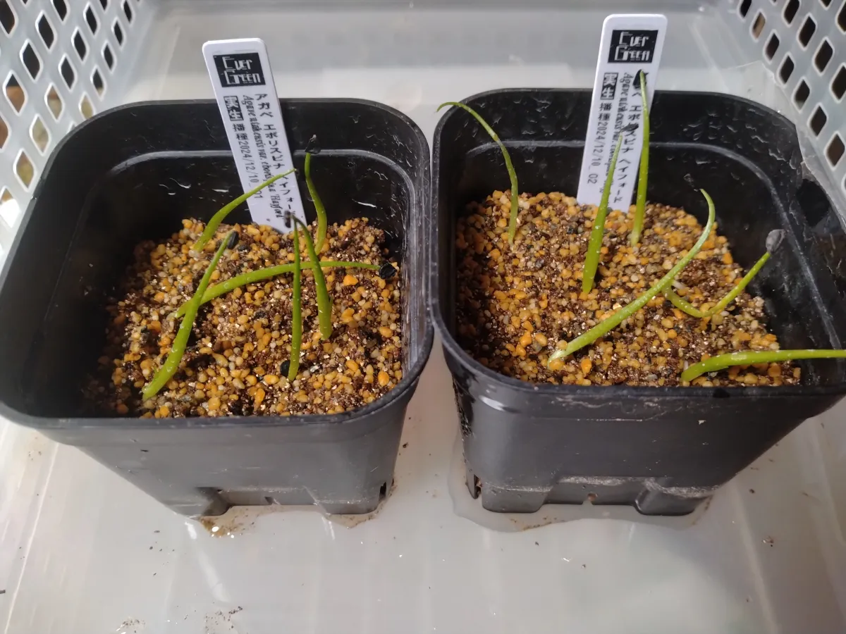 Agave utahensis var. eborispina (アガベ エボリスピナ ヘイフォード)