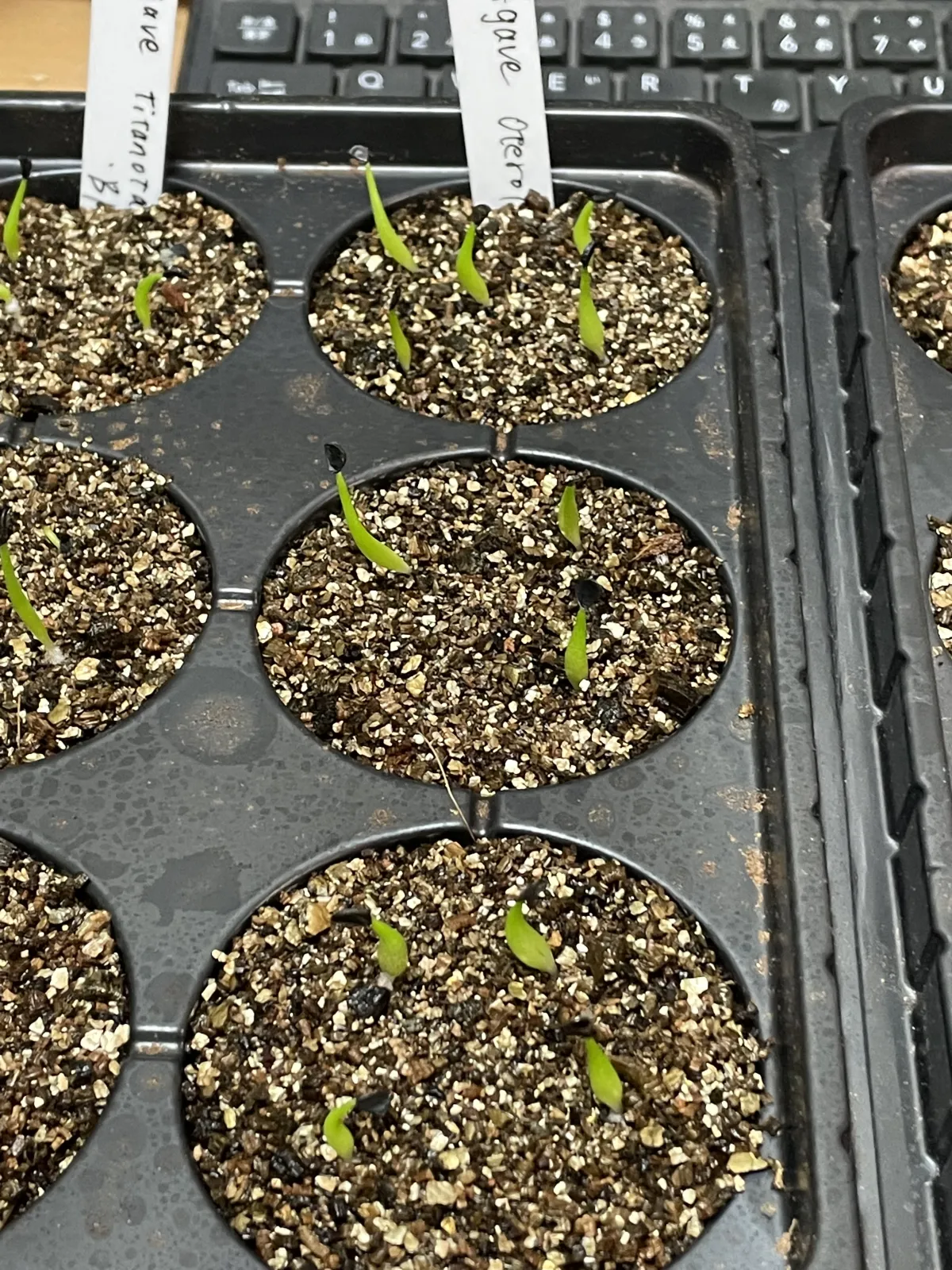 Agave oteroi Lot. (アガベ オテロイ)