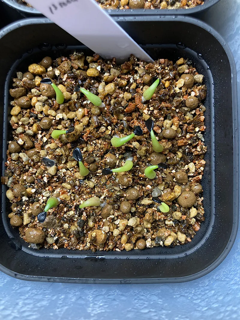Agave oteroi Lot. (アガベ オテロイ)