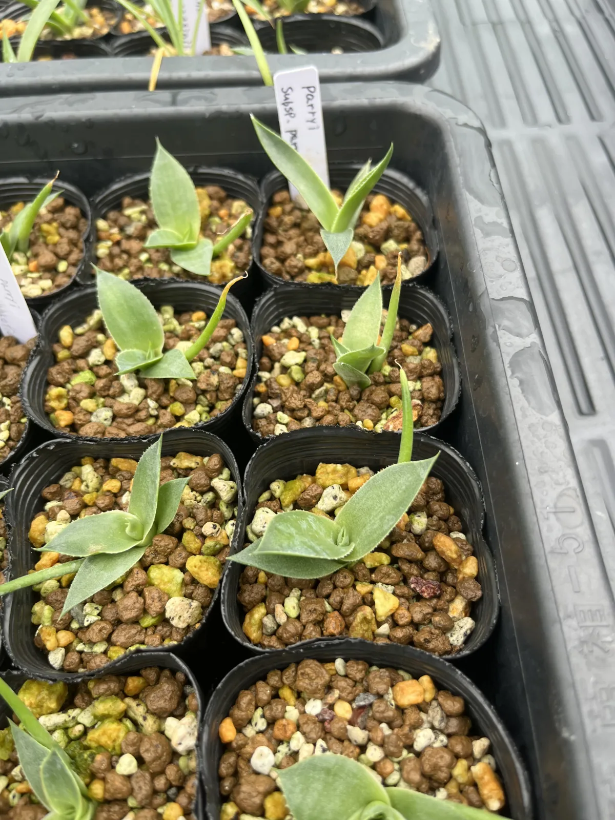 Agave parryi ssp. parryi (アガベ パリー)