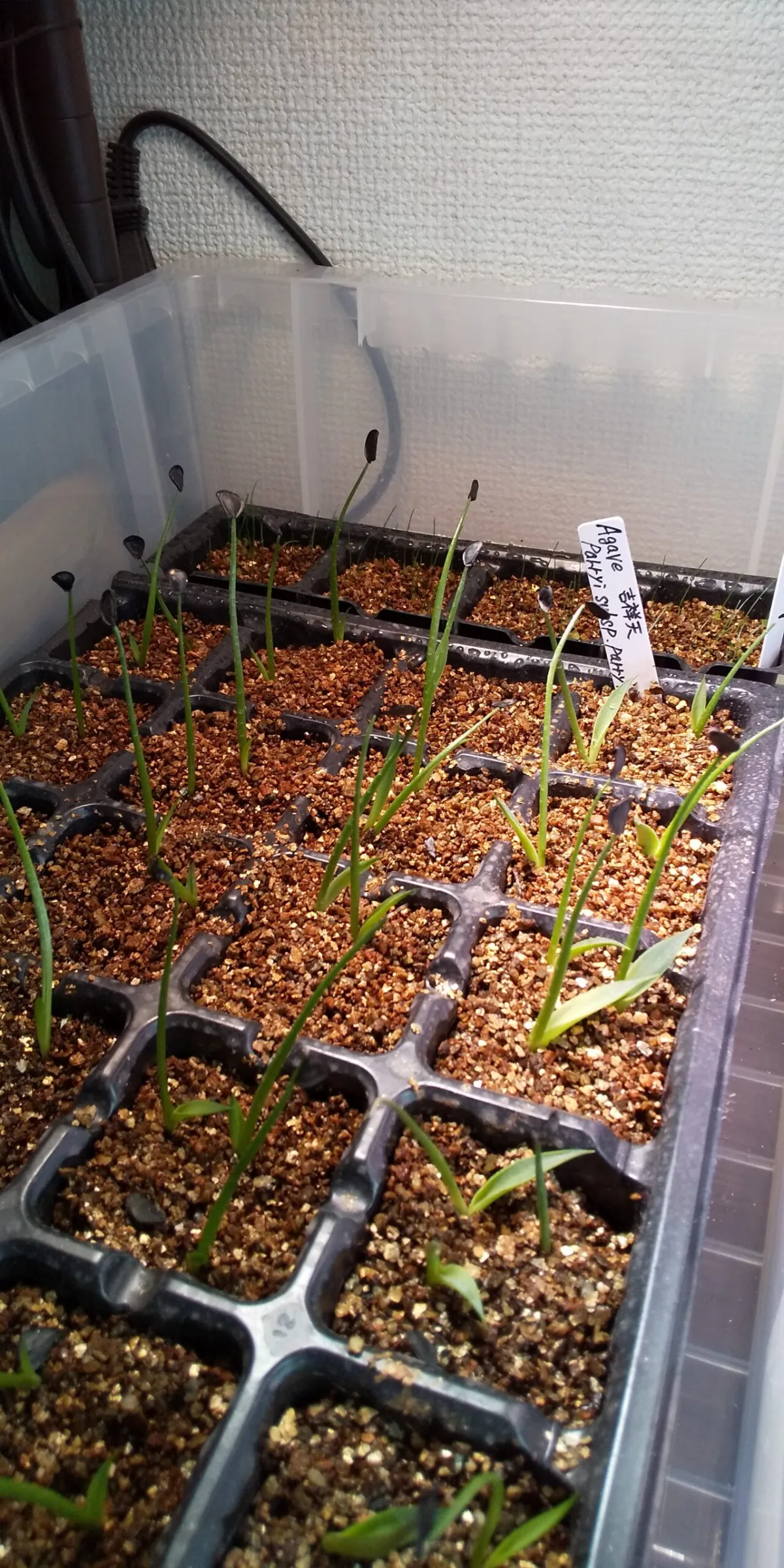 Agave parryi ssp. parryi (アガベ パリー)